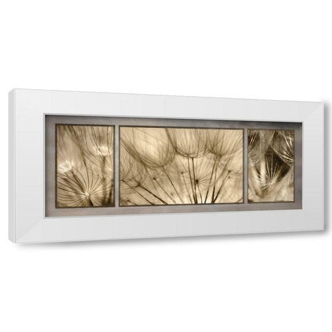 Goatsbeard Trio White Modern Wood Framed Art Print by Deiter, Lori
