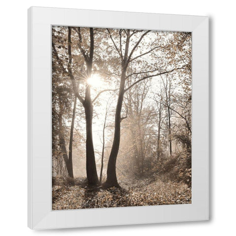 Woodland Sunrise White Modern Wood Framed Art Print by Deiter, Lori