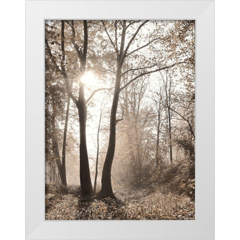 Woodland Sunrise White Modern Wood Framed Art Print by Deiter, Lori