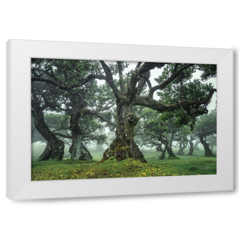 Enchanted Forest I White Modern Wood Framed Art Print by Podt, Martin