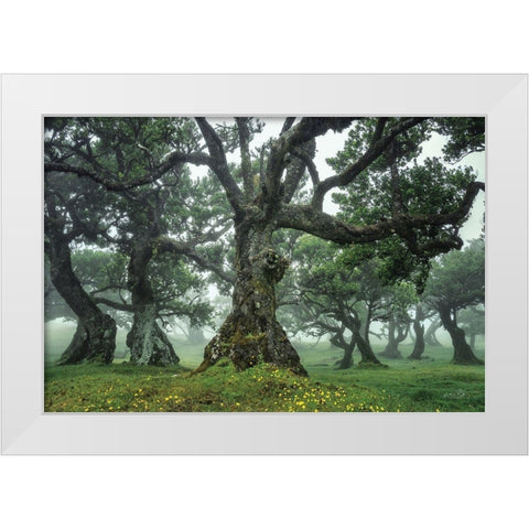 Enchanted Forest I White Modern Wood Framed Art Print by Podt, Martin