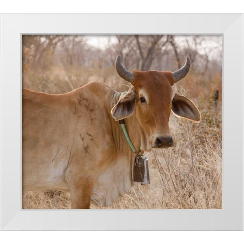 Africa, Botswana, Tsodilo Hills Cow with bell White Modern Wood Framed Art Print by Kaveney, Wendy