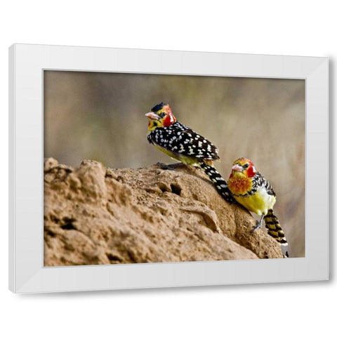 Kenya Red-and-yellow barbet birds on dirt White Modern Wood Framed Art Print by Williams, Joanne