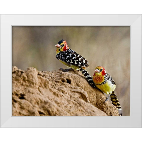 Kenya Red-and-yellow barbet birds on dirt White Modern Wood Framed Art Print by Williams, Joanne