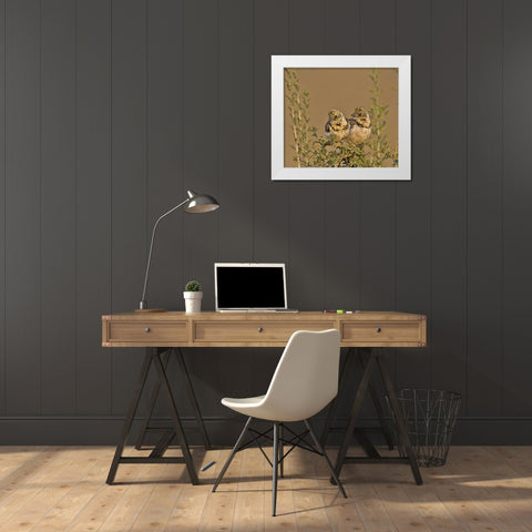 Kenya Red-yellow barbets perched on tree limb White Modern Wood Framed Art Print by Williams, Joanne