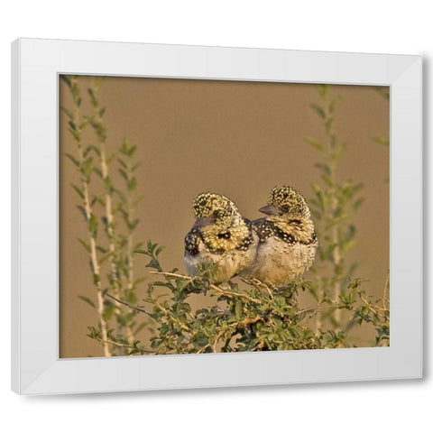 Kenya Red-yellow barbets perched on tree limb White Modern Wood Framed Art Print by Williams, Joanne