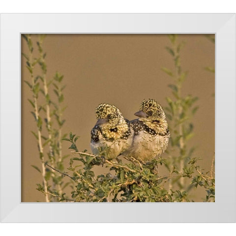 Kenya Red-yellow barbets perched on tree limb White Modern Wood Framed Art Print by Williams, Joanne