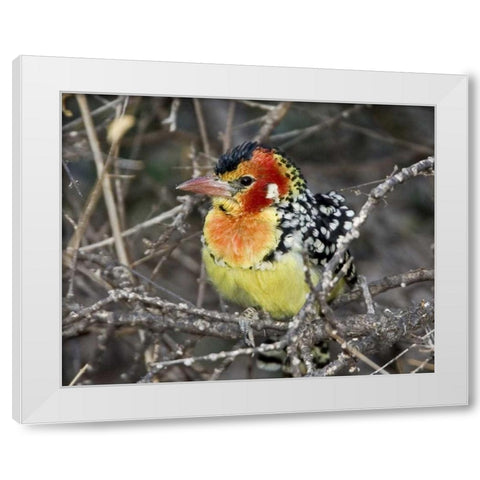 Kenya Red and yellow barbet perched on tree limb White Modern Wood Framed Art Print by Williams, Joanne
