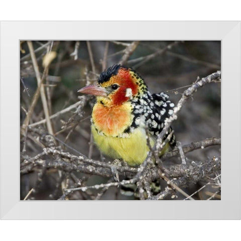 Kenya Red and yellow barbet perched on tree limb White Modern Wood Framed Art Print by Williams, Joanne