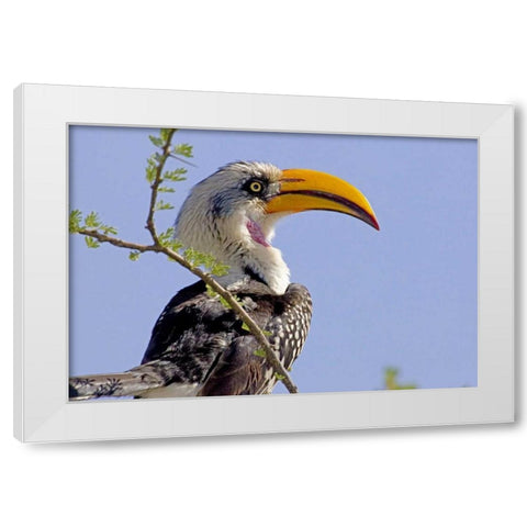 Kenya Profile of yellow-billed hornbill bird White Modern Wood Framed Art Print by Williams, Joanne