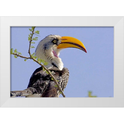 Kenya Profile of yellow-billed hornbill bird White Modern Wood Framed Art Print by Williams, Joanne