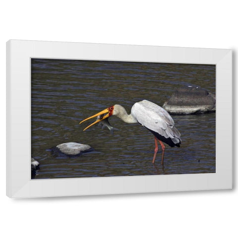 Kenya, Masai Mara Yellow-billed stork with prey White Modern Wood Framed Art Print by Williams, Joanne