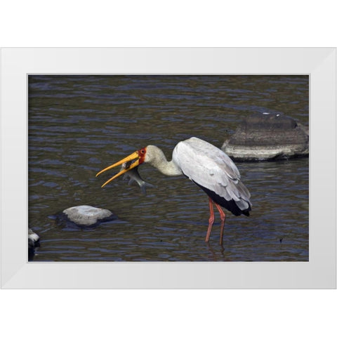 Kenya, Masai Mara Yellow-billed stork with prey White Modern Wood Framed Art Print by Williams, Joanne