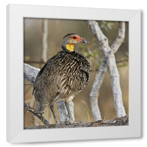 Kenya Yellow-necked spurfowl bird on tree trunk White Modern Wood Framed Art Print by Williams, Joanne