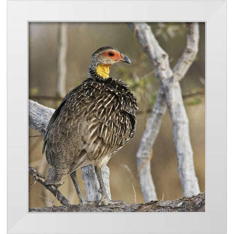 Kenya Yellow-necked spurfowl bird on tree trunk White Modern Wood Framed Art Print by Williams, Joanne