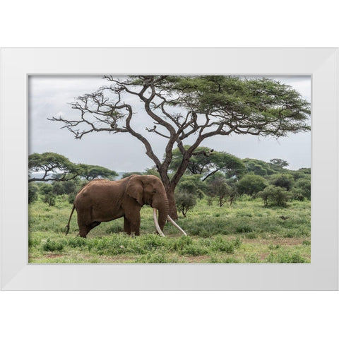 Africa-Kenya-Amboseli National Park Elephant and acacia tree White Modern Wood Framed Art Print by Jaynes Gallery
