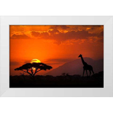Kenya-Amboseli National Park Abstract sunset with giraffe and acacia tree silhouettes White Modern Wood Framed Art Print by Jaynes Gallery