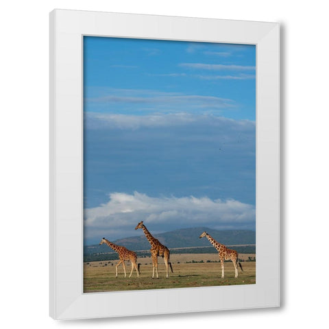 Africa-Kenya-Northern Frontier District-Ol Pejeta Conservancy-Reticulated giraffes White Modern Wood Framed Art Print by Hopkins, Cindy Miller