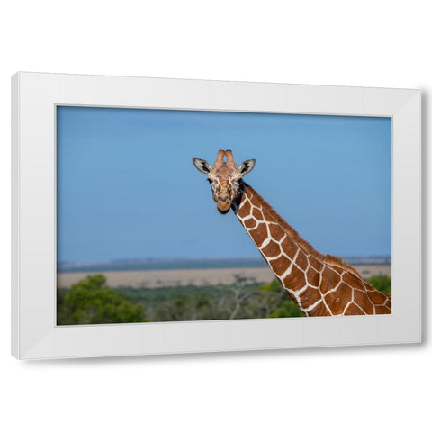 Africa-Kenya-Laikipia Plateau-Ol Pejeta Conservancy-Reticulated giraffe Endangered species White Modern Wood Framed Art Print by Hopkins, Cindy Miller