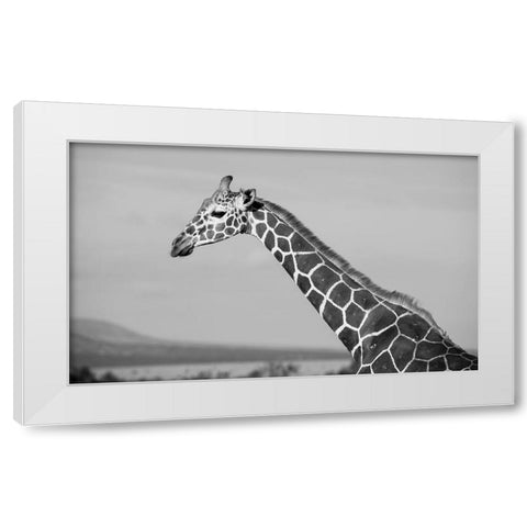 Africa-Kenya-Ol Pejeta Conservancy-Reticulated giraffe Endangered species White Modern Wood Framed Art Print by Hopkins, Cindy Miller