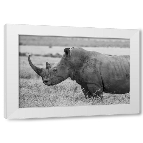 Kenya-Ol Pejeta Conservancy-Southern white rhinoceros-Ceratotherium simum simum White Modern Wood Framed Art Print by Hopkins, Cindy Miller