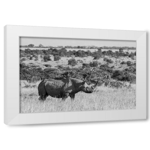 Africa-Kenya-Ol Pejeta Conservancy-Black rhinoceros-aka hook-lipped-Critically Endangered species White Modern Wood Framed Art Print by Hopkins, Cindy Miller