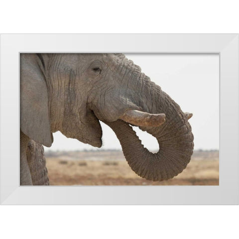 Portrait of African elephant, Etosha NP, Namibia White Modern Wood Framed Art Print by Kaveney, Wendy
