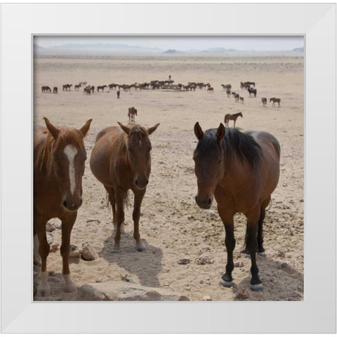 Namibia, Garub Herd of feral horses White Modern Wood Framed Art Print by Young, Bill