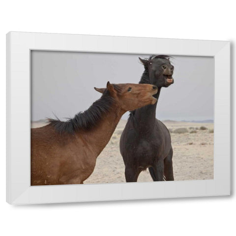 Namibia, Garub Feral horses playing White Modern Wood Framed Art Print by Young, Bill