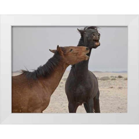 Namibia, Garub Feral horses playing White Modern Wood Framed Art Print by Young, Bill