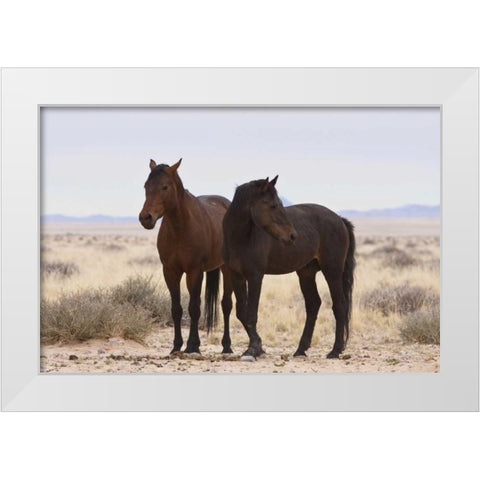 Namibia, Garub Two feral horses White Modern Wood Framed Art Print by Young, Bill