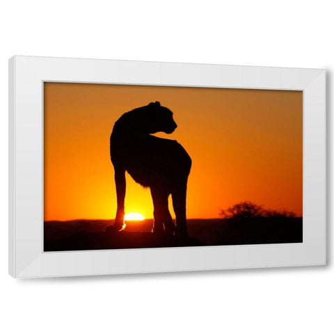 Namibia Cheetah silhouette at sunset White Modern Wood Framed Art Print by Jaynes Gallery