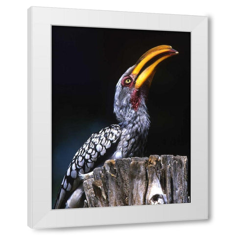 South Kruger NP Yellow-billed hornbill on tree White Modern Wood Framed Art Print by Williams, Joanne