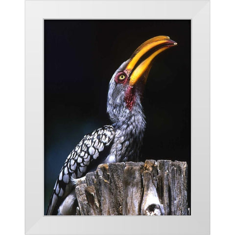 South Kruger NP Yellow-billed hornbill on tree White Modern Wood Framed Art Print by Williams, Joanne
