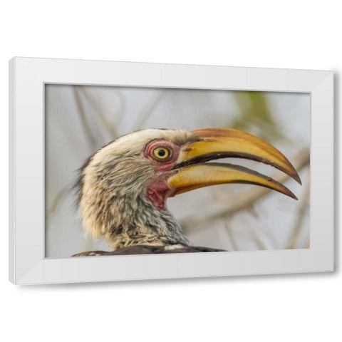 South Africa Yellow-billed hornbill bird White Modern Wood Framed Art Print by Lord, Fred
