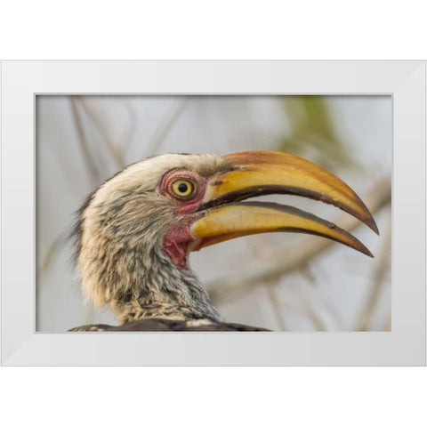 South Africa Yellow-billed hornbill bird White Modern Wood Framed Art Print by Lord, Fred