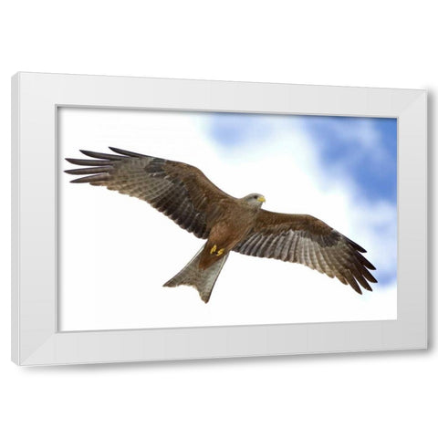 Tanzania Detail of yellow-billed kite in flight White Modern Wood Framed Art Print by Morris, Arthur
