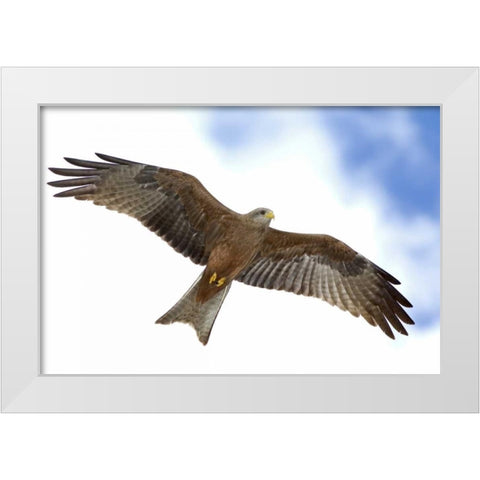 Tanzania Detail of yellow-billed kite in flight White Modern Wood Framed Art Print by Morris, Arthur