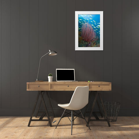 Indonesia Yellowtail fusilier and sea whip coral White Modern Wood Framed Art Print by Shimlock, Jones