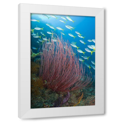 Indonesia Yellowtail fusilier and sea whip coral White Modern Wood Framed Art Print by Shimlock, Jones