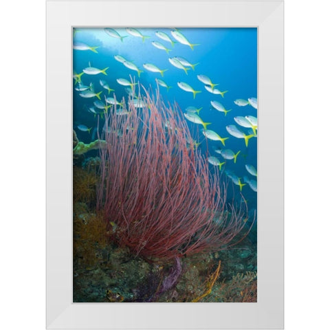 Indonesia Yellowtail fusilier and sea whip coral White Modern Wood Framed Art Print by Shimlock, Jones