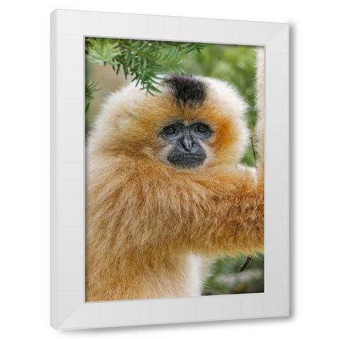 Buff-cheeked Gibbon-native to Laos-Vietnam-Cambodia White Modern Wood Framed Art Print by Jones, Adam