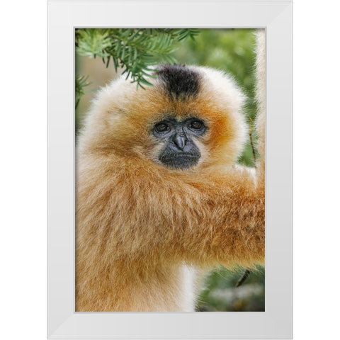 Buff-cheeked Gibbon-native to Laos-Vietnam-Cambodia White Modern Wood Framed Art Print by Jones, Adam