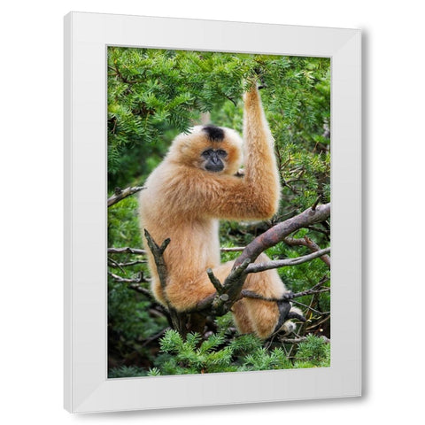 Buff-cheeked Gibbon-native to Laos-Vietnam-Cambodia White Modern Wood Framed Art Print by Jones, Adam