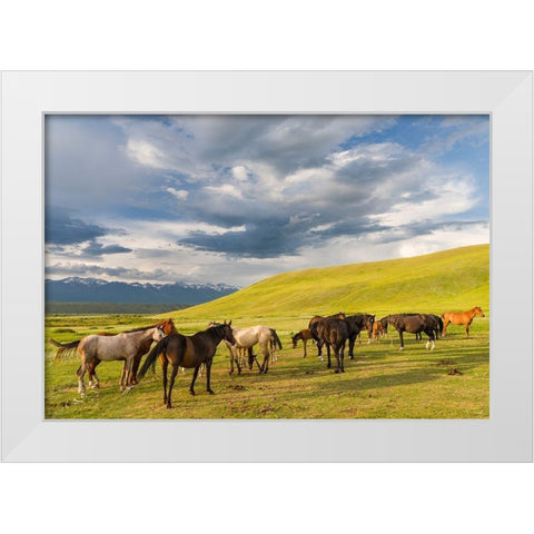 Horses for the production of milk-kumys and meat A typical farm on the Suusamyr plain White Modern Wood Framed Art Print by Zwick, Martin