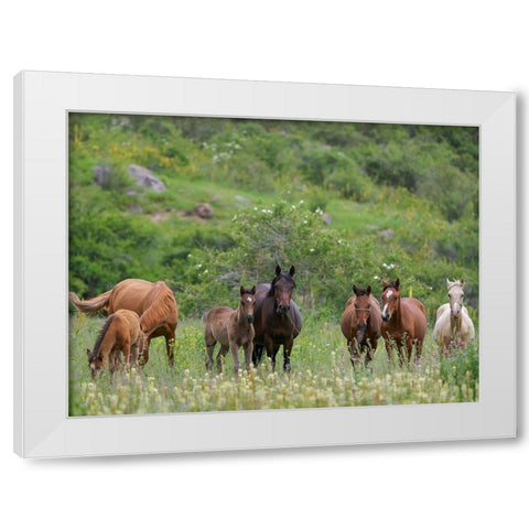 Horses on their summer pasture National Park Besch Tasch in the Talas Alatoo mountain range White Modern Wood Framed Art Print by Zwick, Martin