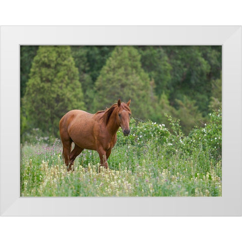 Horses on their summer pasture National Park Besch Tasch in the Talas Alatoo mountain range White Modern Wood Framed Art Print by Zwick, Martin