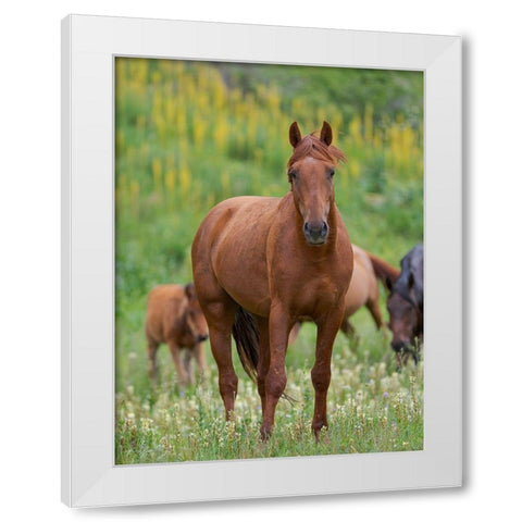 Horses on their summer pasture National Park Besch Tasch in the Talas Alatoo mountain range White Modern Wood Framed Art Print by Zwick, Martin