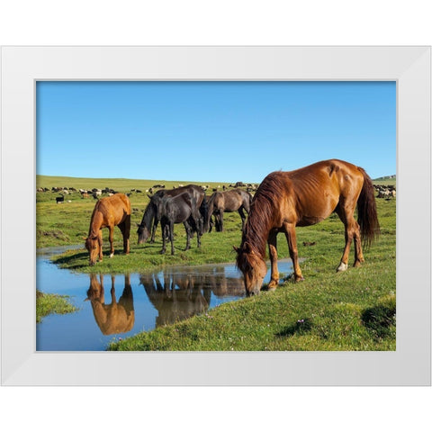 Horses on their mountain pasture at lake Song Kol  White Modern Wood Framed Art Print by Zwick, Martin