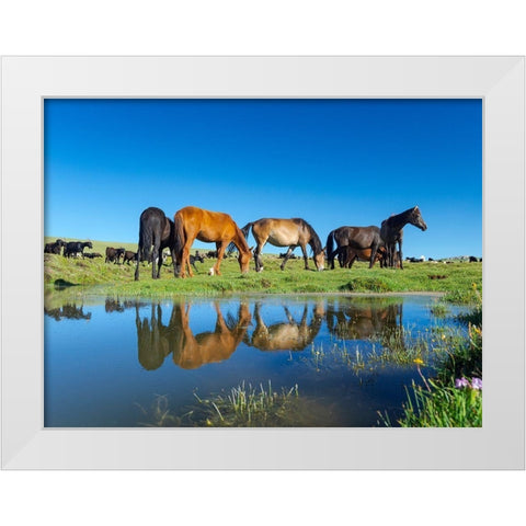 Horses on their mountain pasture at lake Song Kol  White Modern Wood Framed Art Print by Zwick, Martin